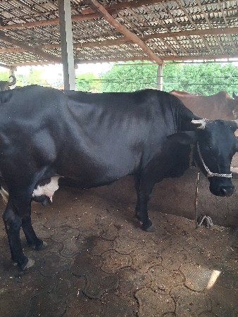 ગીર ક્રોસ ગાય વેચવાની છે