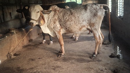 ગીર ગાય