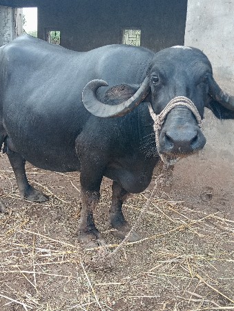 ભેંસ વેચવાની છે