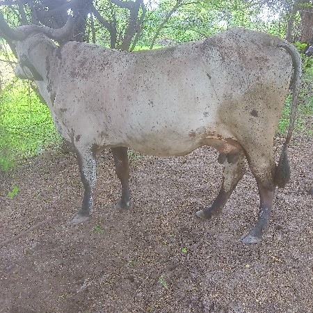 બે ગાય વેચવાની છે