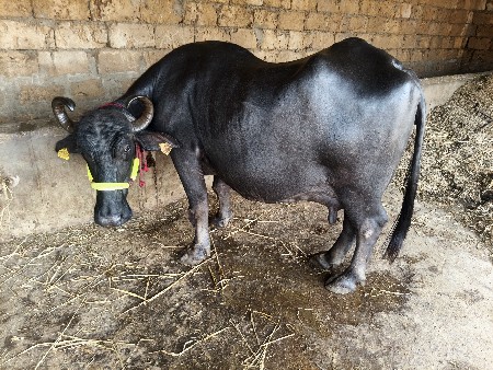 સાત 7લીટર દૂધ 15 દિવસની વીણેલી