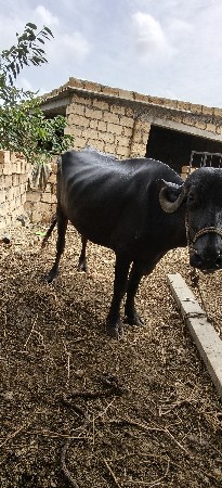 પેલા વેતર માં