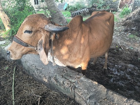 ગાય વેચવાની છે.