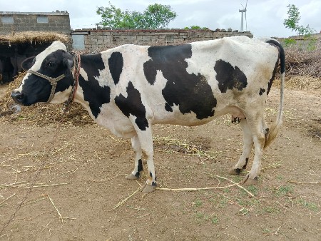 ગાય વેચવા ની સે
