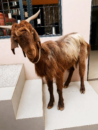 moti bakari chhe