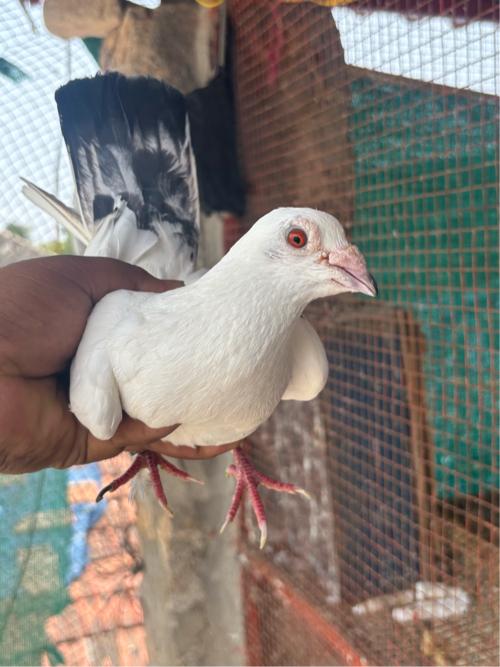 Kabootar