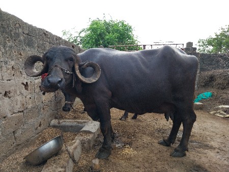 ભેસ વેચવાનિ છે