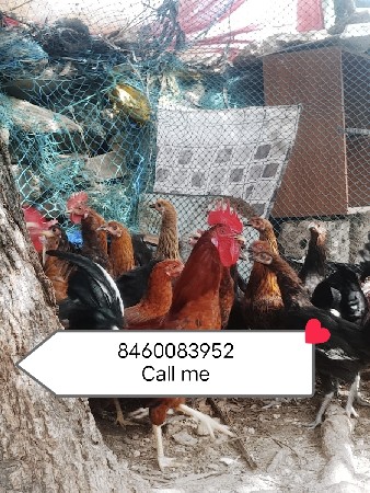 હા મુરઘા વેચવાના છે