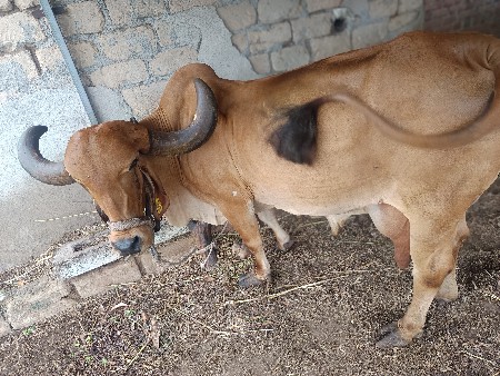 ગાય વેચવાની છે