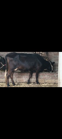 ગાયો 2 વેચવાનીછે 7046515112