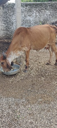 વેચવા નું છે