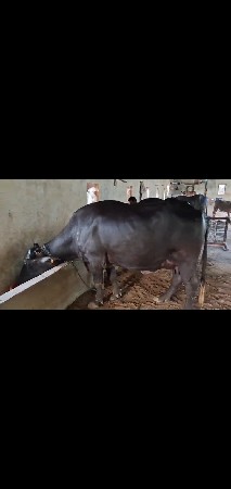 મોં:9974456601
મોં:9714609667