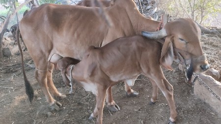 ગીર ગાય પેલુ વેતર