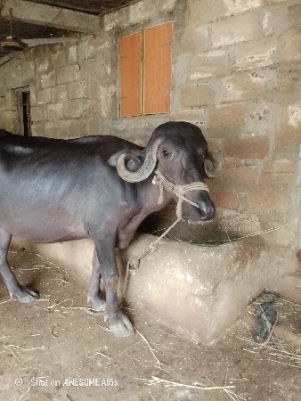ભેંસ વેચવાની છે