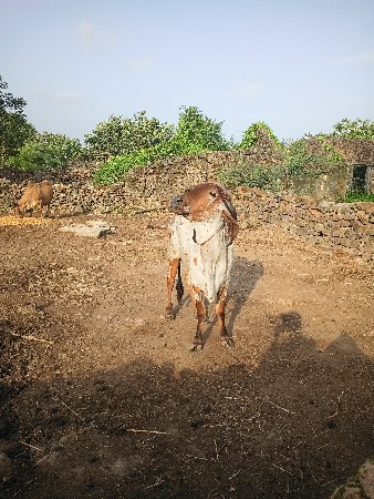 ગીર હોડકી વેચવા ની છે