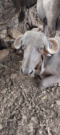 ભેંસ ના  સાટામાં ઘોડી લેવાની છે