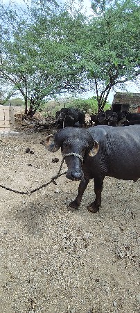 પાડા વેચવા નો હે