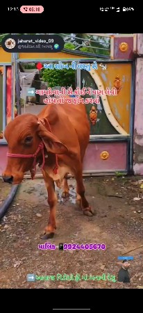 સાહિવાલ ગાય