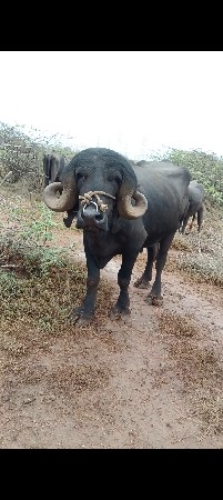 પાડો વેચવાનો છે