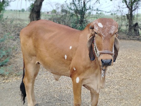 2 વોડકીઓ છે