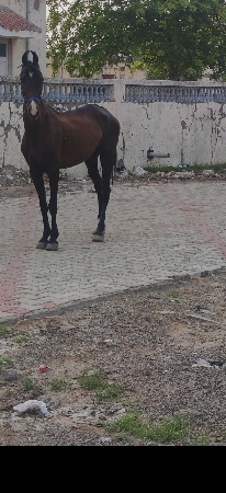 ઘોડિ છે
