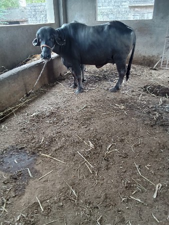 પેલૂ વેતર
