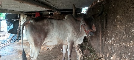 બળદ