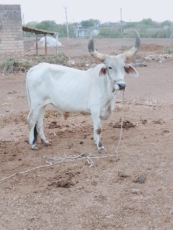 બળદ