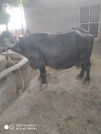 પેલા વેતર નિ ભેસ