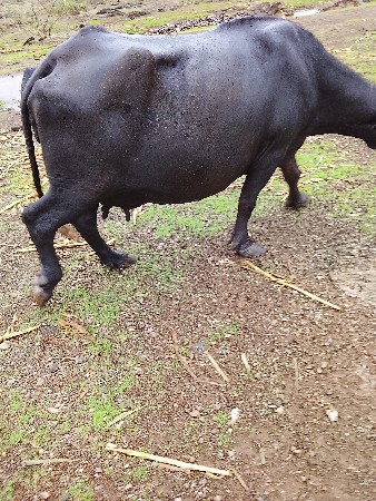 આ ભેંસ વેચવાની છે