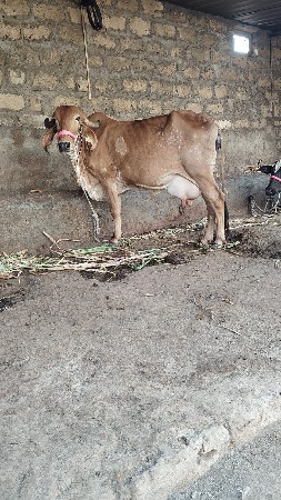 ગીર ગાય ૨ વેતર વાછરડી