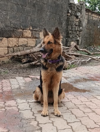 જર્મન શેફર્ડ કુતરી વેચવાની છે