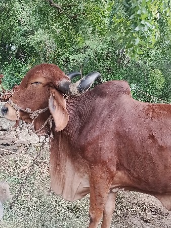 ગાય આપવાની છે ફ્રી