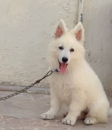 white german shepherd 💟🤍