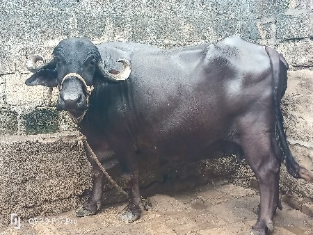 ભેંસ વેચવાની છૅ