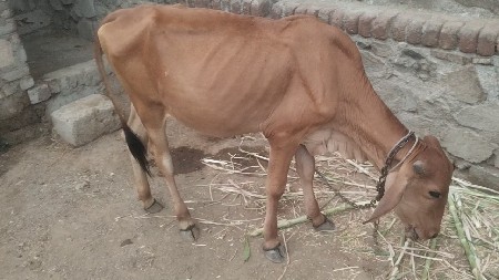 વાછરડી વેચવાની છે