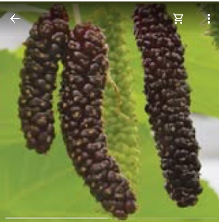 લાંબા શેતુંર