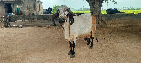 ગાય વેચવા ની છે