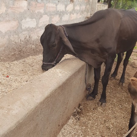 જર્સી વાછરડી વેચવાની છે