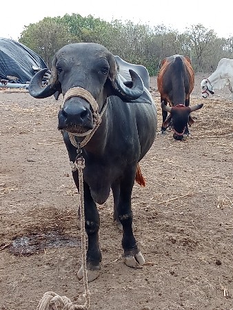 ખડેલી વેચાય છે ગાભણછે