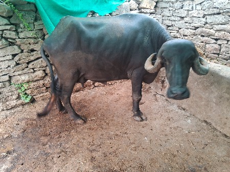 ભેંસ વેચવાની છે