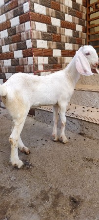 patiri bakri