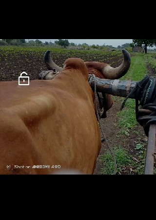 ગોઢલો વેચવા નો છે