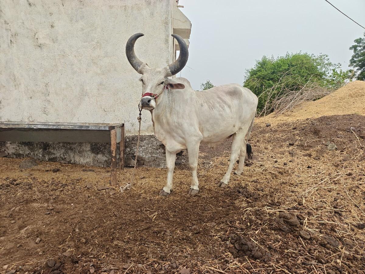 વેચવાનો