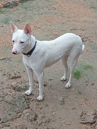 કુતરી વેચવાની છે
