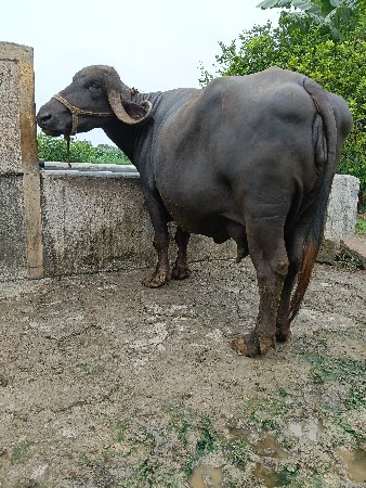 veshvani