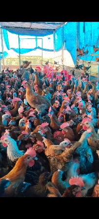 સોનાલી મૂર્ઘી મૂર્ઘા વેચવાના છે