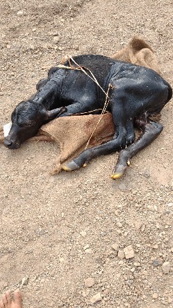 भेशवेशवानीशे 5 वेतरवीयाणीशे