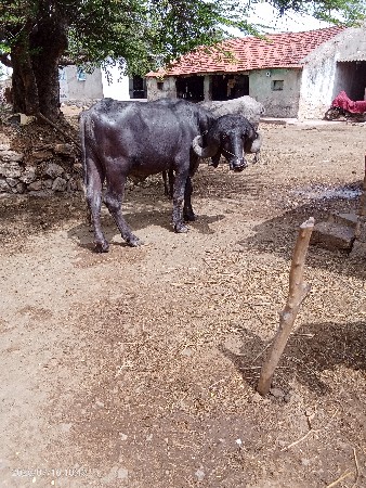 ૪/દાતે ફુટોનથી