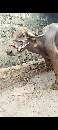ભેંસ વેચવાની છે